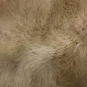 Luxury Sheepskin~Oyster