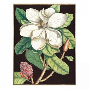 Magnolia